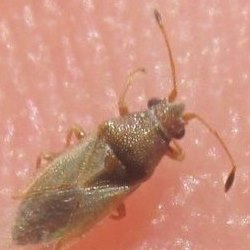 Cymus claviculus